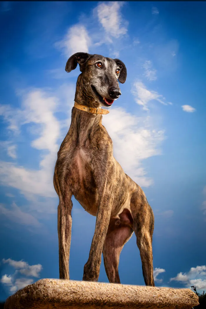 I Photographed Abandoned Hunting Dogs In Spain And I Tell Their Story Through My Photos (35 Pics)