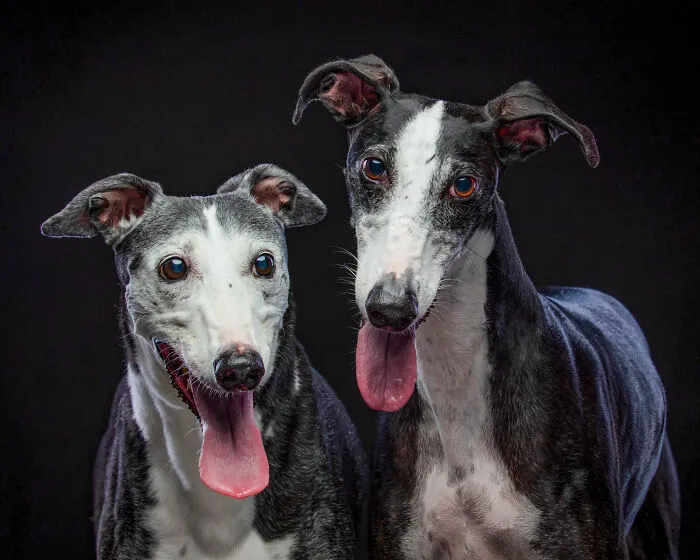 I Photographed Abandoned Hunting Dogs In Spain And I Tell Their Story Through My Photos (35 Pics)