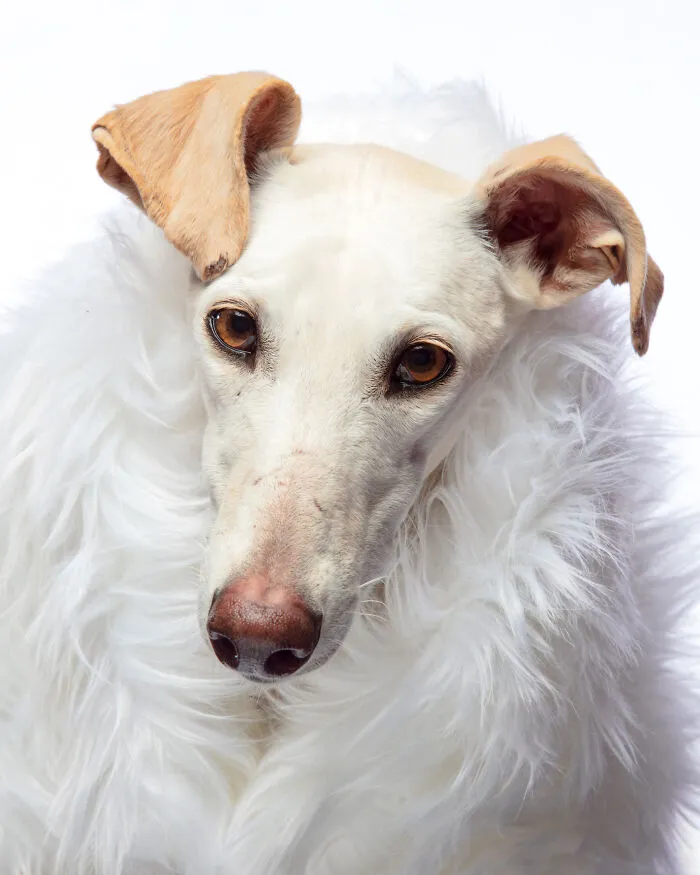 I Photographed Abandoned Hunting Dogs In Spain And I Tell Their Story Through My Photos (35 Pics)