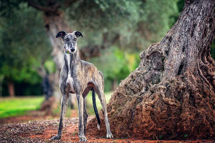 I Photographed Abandoned Hunting Dogs In Spain And I Tell Their Story Through My Photos (35 Pics)