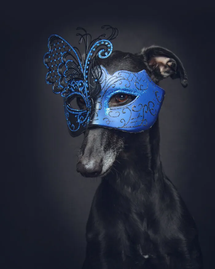 I Photographed Abandoned Hunting Dogs In Spain And I Tell Their Story Through My Photos (35 Pics)