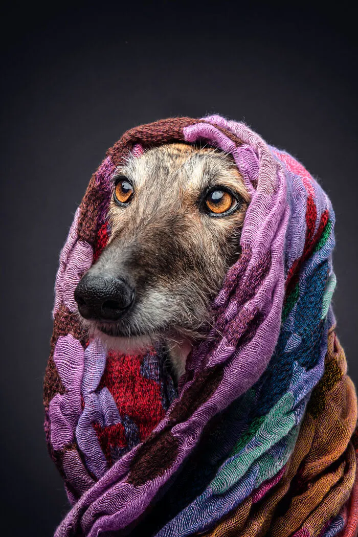 I Photographed Abandoned Hunting Dogs In Spain And I Tell Their Story Through My Photos (35 Pics)