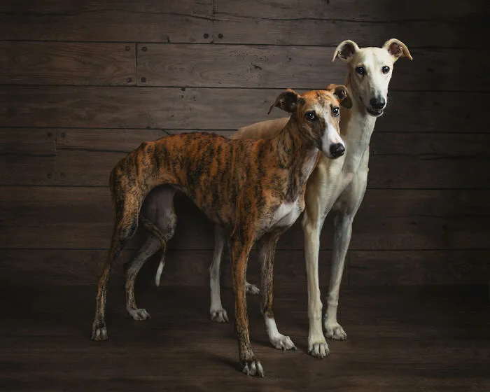 I Photographed Abandoned Hunting Dogs In Spain And I Tell Their Story Through My Photos (35 Pics)