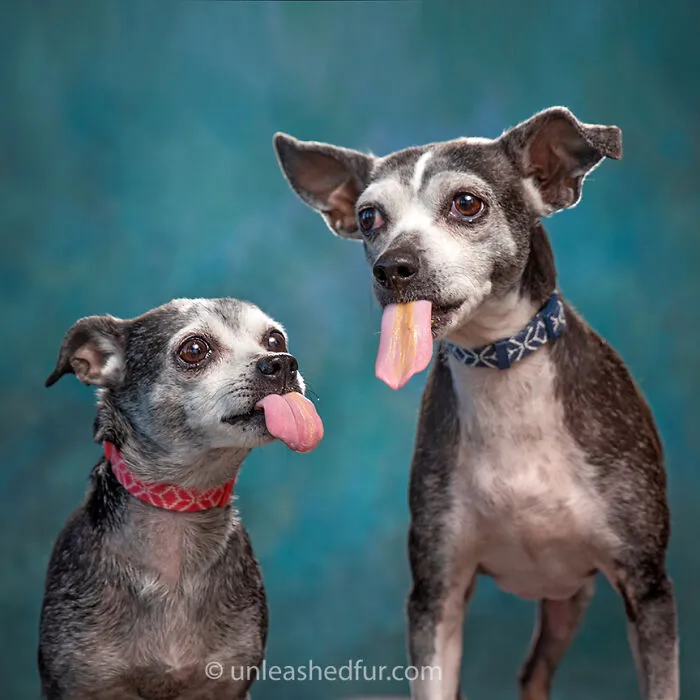 Oreo and Lil Bit