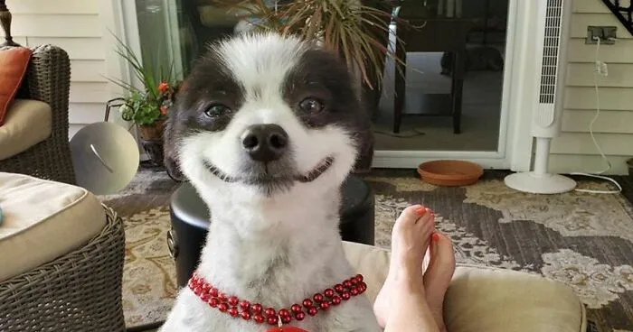 This Little Dog Seems Like It's Always Smiling, And The Internet Can't Get Enough Of It