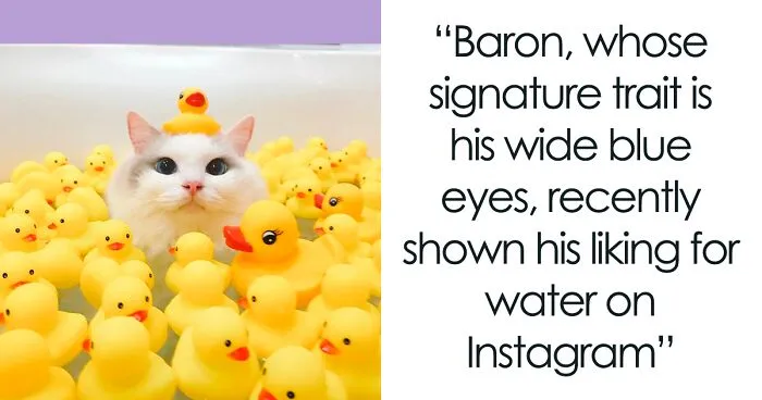 This Cat Loves Taking A Bath So Much That His Siblings Started Loving It Too