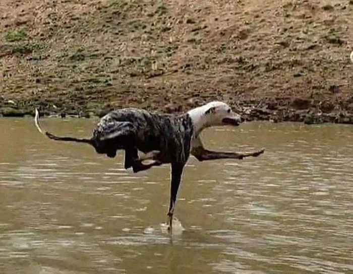 This Page Collects Photos Of 'Animals With Threatening Auras' (40 New Pics)