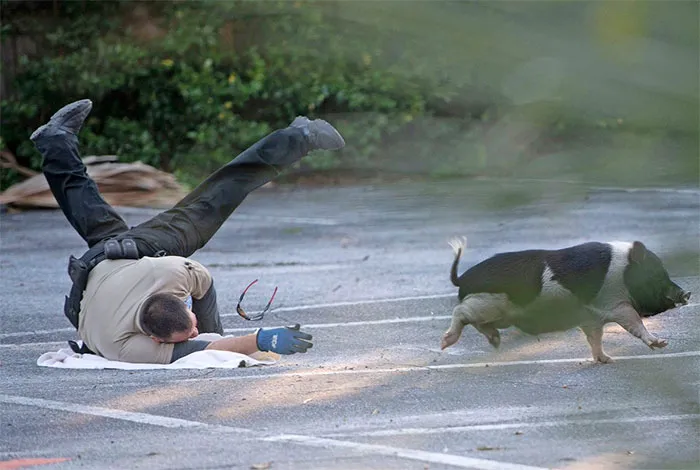 This Page Collects Photos Of 'Animals With Threatening Auras' (40 New Pics)