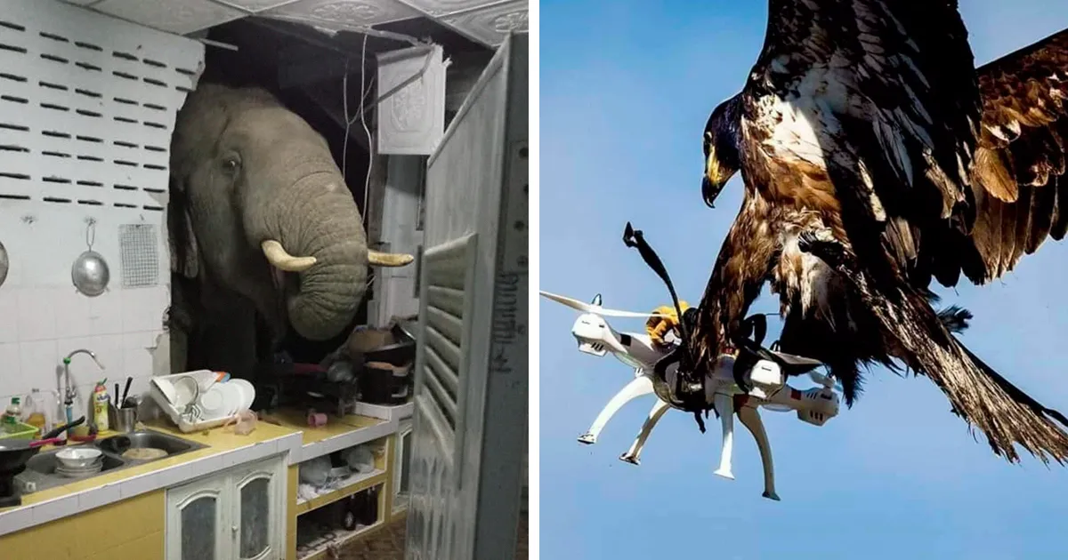 Esta página recopila imágenes de animales “con auras amenazantes” (35 fotos nuevas)