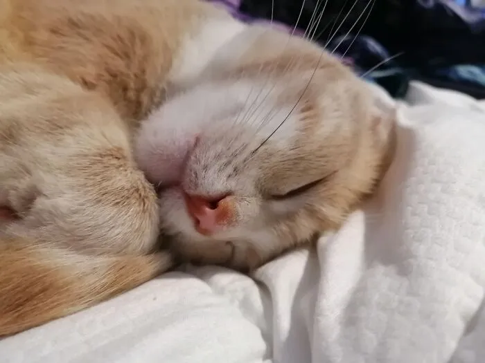 The Littlest Snuggle