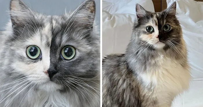 Meet Geri, The "Two-Faced" Cat That Has Chimerism