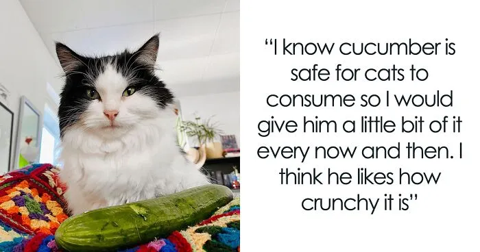 This Cat From Finland Loves Munching On Cucumbers
