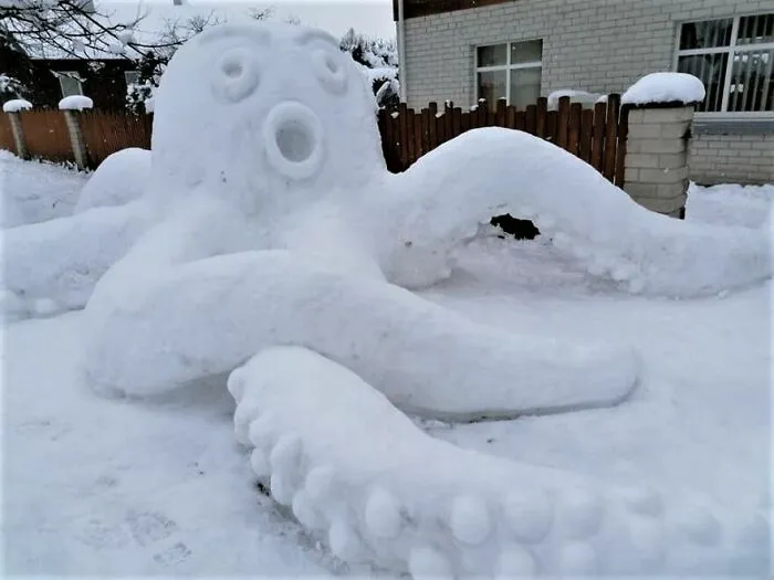 Pulpo