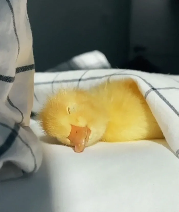 It's Finally Happened. I've Seen The Cutest Thing Ever