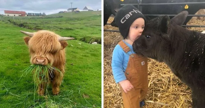 40 Adorable Cows That Might Uplift Your Moo-d