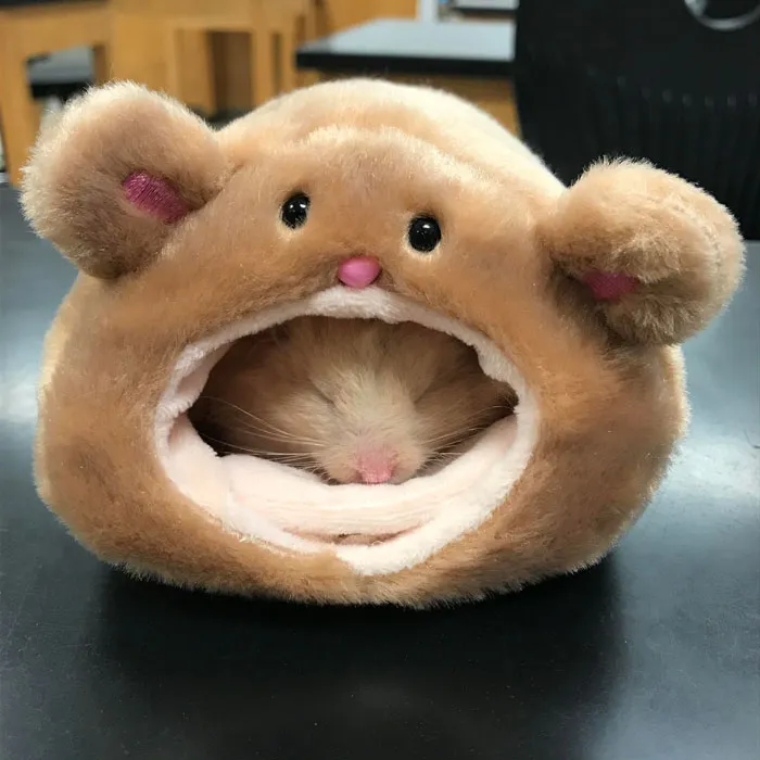 I Think Biscuit Likes His New Hamster Bed