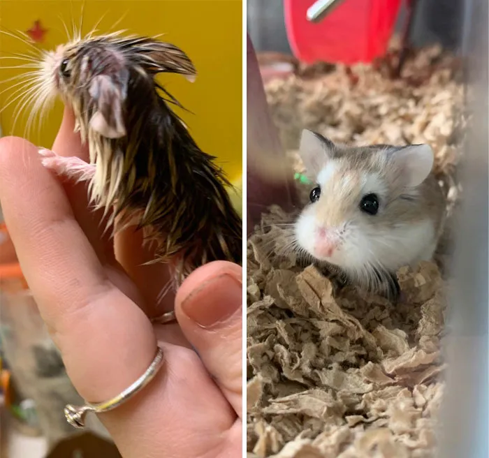 Rescued From A Glue Trap: Day 1- Day 22