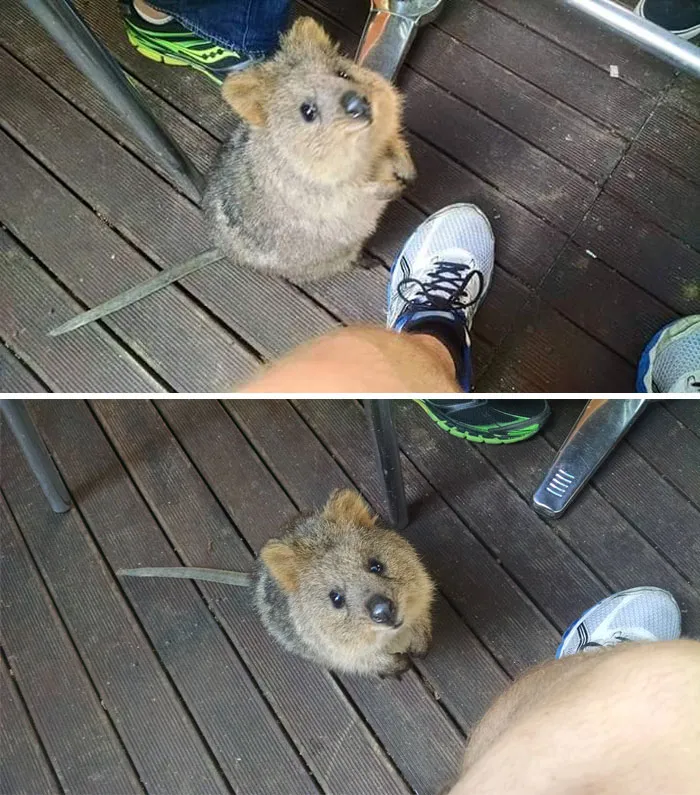 This Little Guy Tried To Join Us For Breakfast