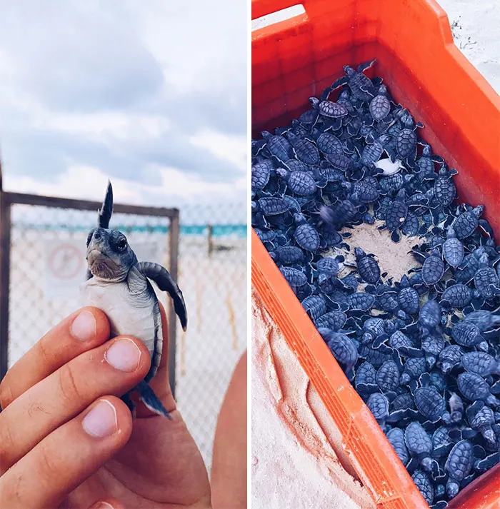 Crías de tortugas marinas que liberamos anoche ante el océano