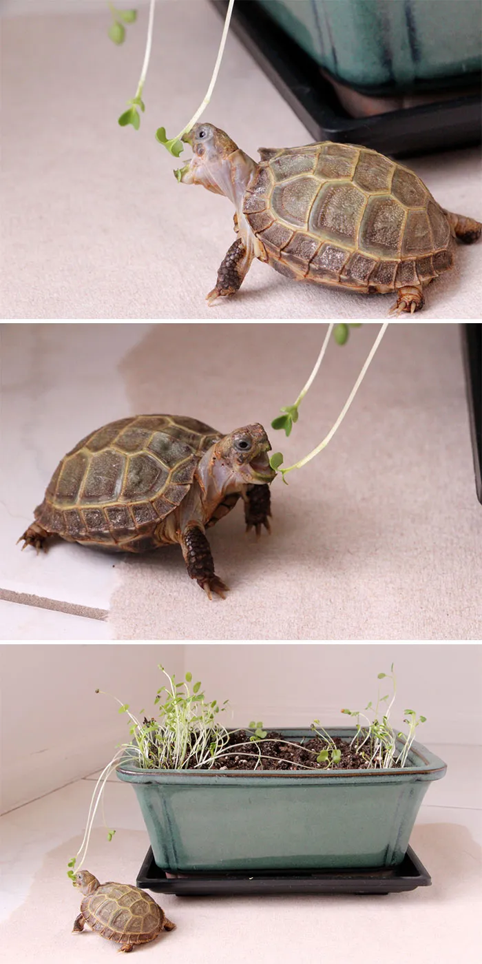 ¿No es adorable?