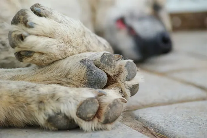 Paws Off, I\'m Napping