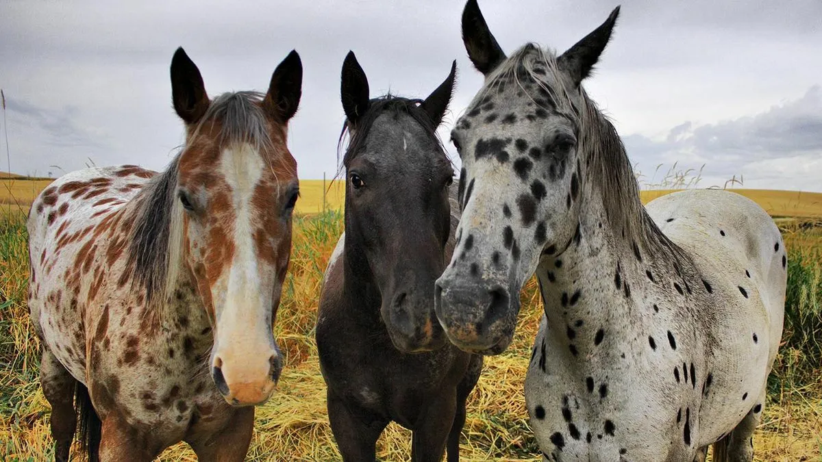 My Horses Got Together.