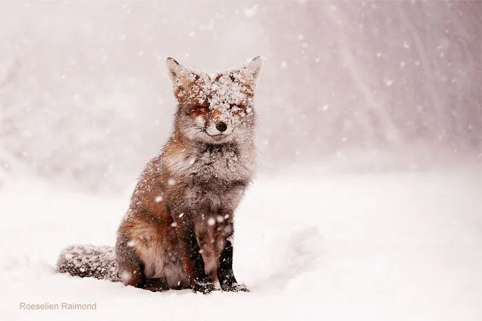 The Fairy-Tale Fox