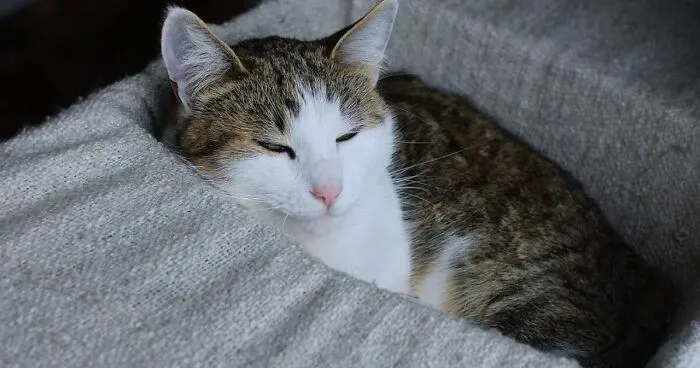 Hey Pandas, Post A Pic Of Your Pet Being Comfy (Closed)