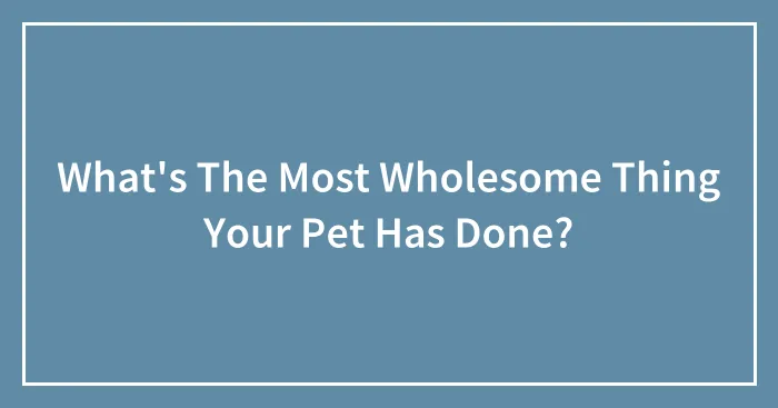 What's The Most Wholesome Thing Your Pet Has Done?