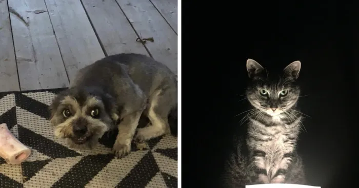Hey Pandas, Post A Photo Where Your Pet Looks Creepy Or Evil (Closed)