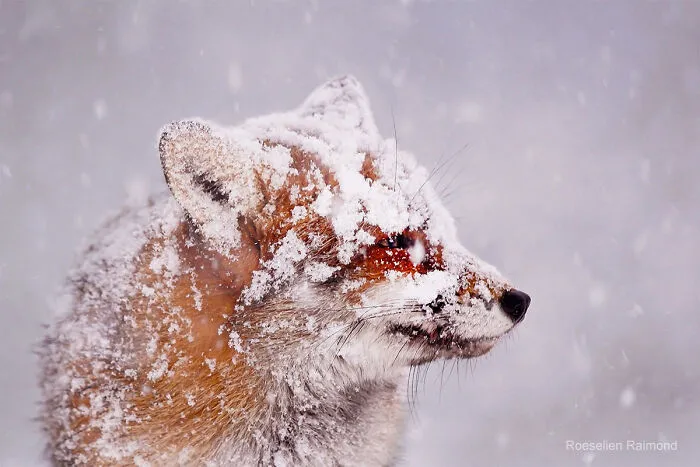 Powder Face