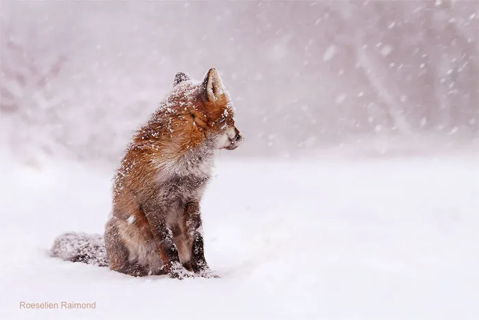 Hynotized By The Twirling Snow Flakes