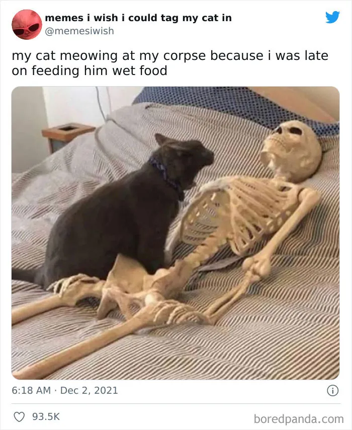 50 Of The Most Spot On "Memes I Wish I Could Tag My Cat In"