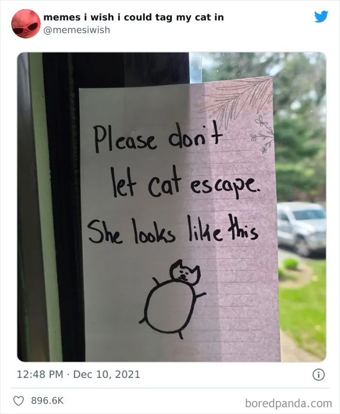 50 Of The Most Spot On "Memes I Wish I Could Tag My Cat In"