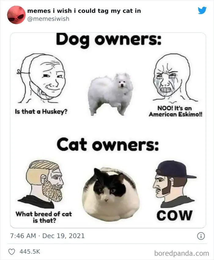 50 Of The Most Spot On "Memes I Wish I Could Tag My Cat In"