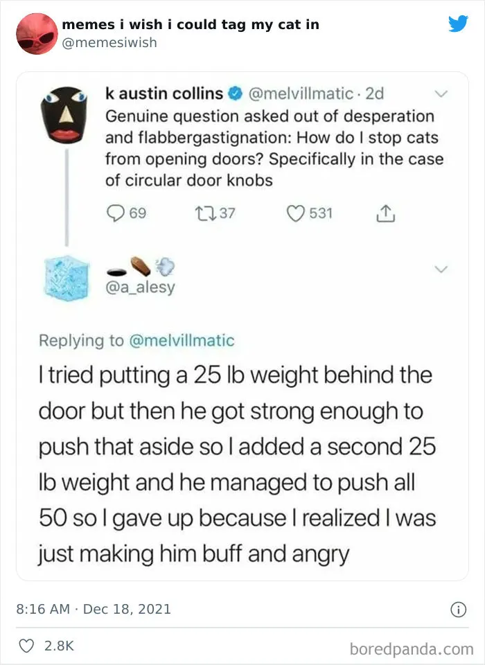 50 Of The Most Spot On "Memes I Wish I Could Tag My Cat In"