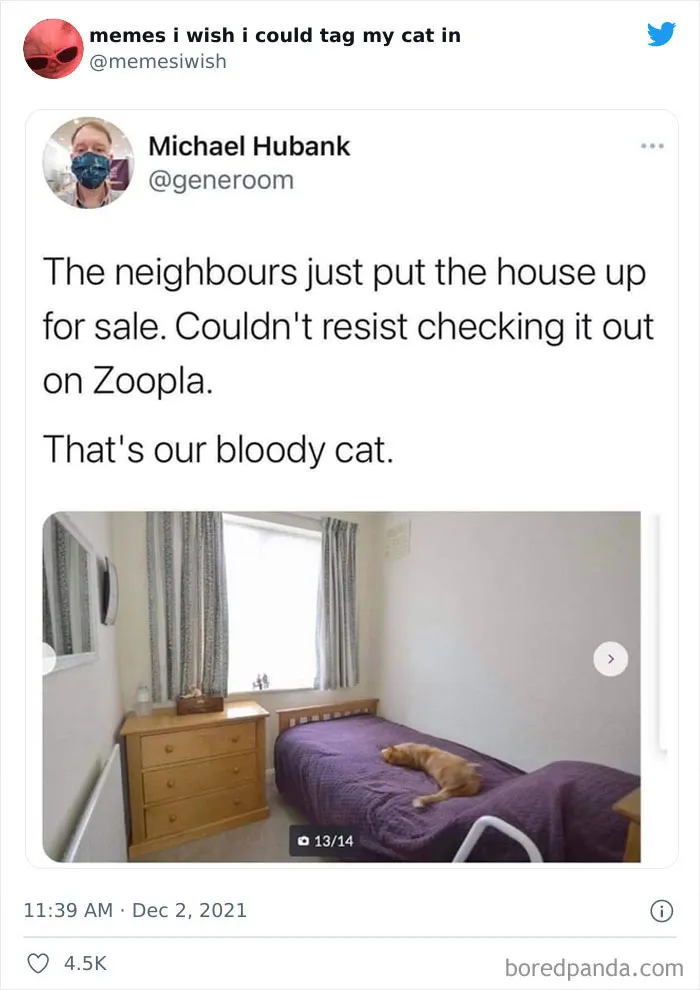 50 Of The Most Spot On "Memes I Wish I Could Tag My Cat In"