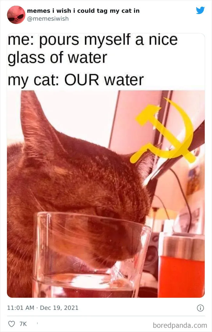 50 Of The Most Spot On "Memes I Wish I Could Tag My Cat In"