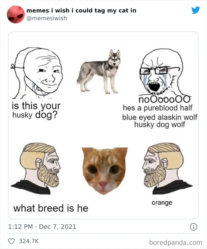 50 Of The Most Spot On "Memes I Wish I Could Tag My Cat In"