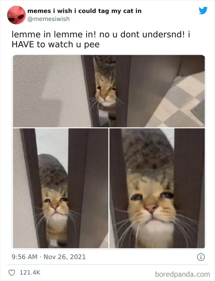 50 Of The Most Spot On "Memes I Wish I Could Tag My Cat In"