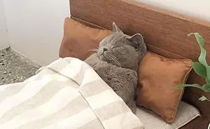 50 Of The Most Spot On "Memes I Wish I Could Tag My Cat In"