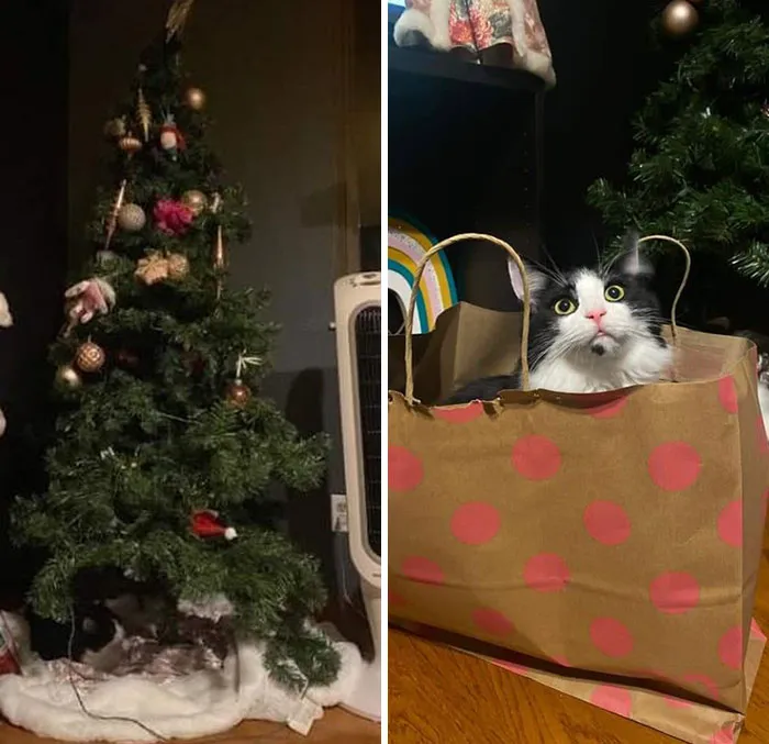 I Grabbed A Bottle Of Spray That Deters Cats From Chewing On Things, Sprayed It All Over My Christmas Tree. It Was A Catnip Spray Bottle