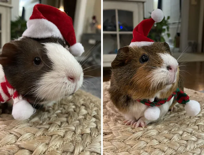Pinky And Penny Getting Into The Christmas Spirit