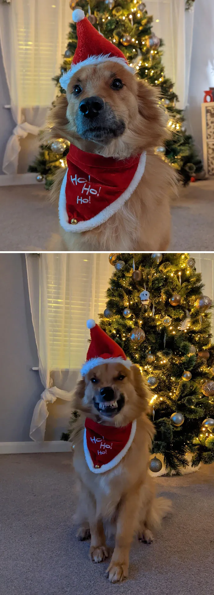 Our 5-Year-Old Rescue, Sam, Looking Forward To Spending His First Christmas In His Forever Home