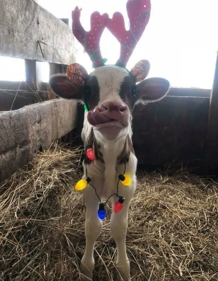 Happy Little Christmas Moo