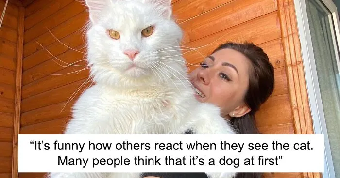 This Maine Coon Cat Is So Big Many People Think That It's A Dog At First