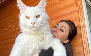 This Maine Coon Cat Is So Big Many People Think That It's A Dog At First