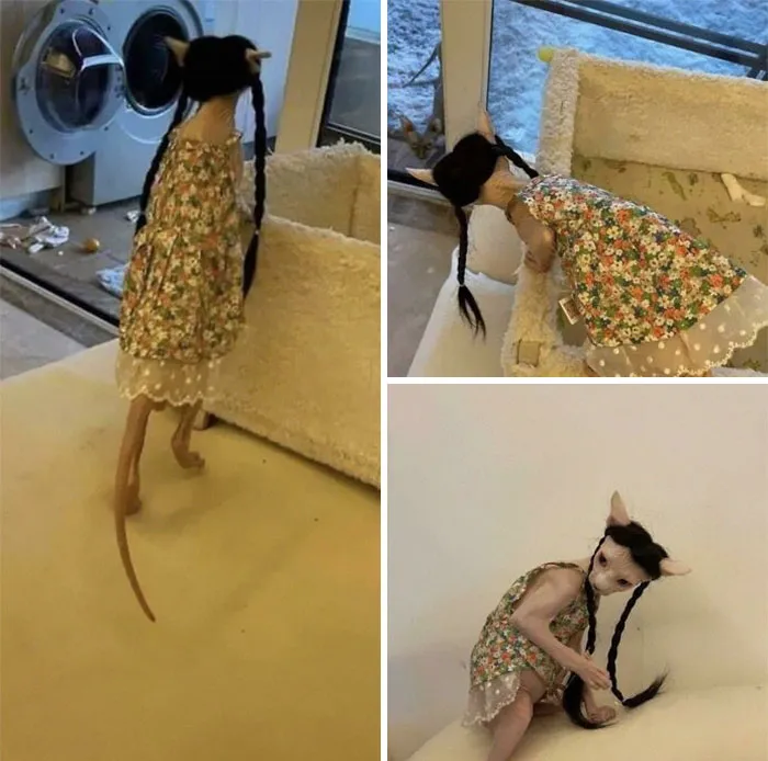Thanks, I Hate This Naked Cat Cosplaying Wednesday Addams