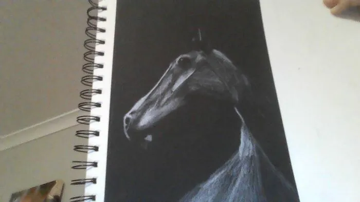 My Horse Black And White 12 Years Old