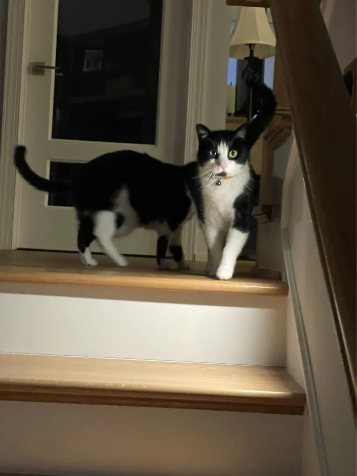 ….it’s A Kittiepede!!!
